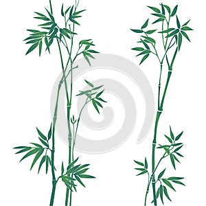 Bamboo illustration