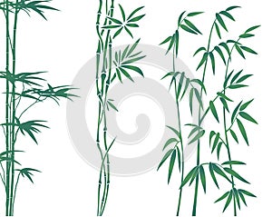 Bamboo illustration