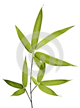 Bamboo Isolated