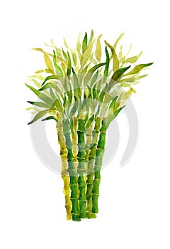 Bamboo isolated on a white background