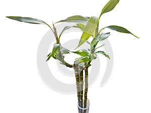 Bamboo isolated on white background