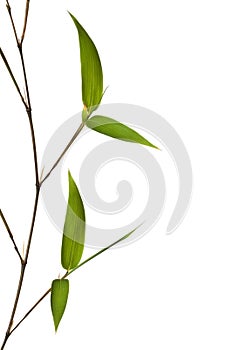 Bamboo Isolated White Background