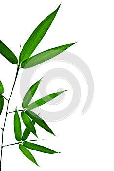Bamboo Isolated White Background