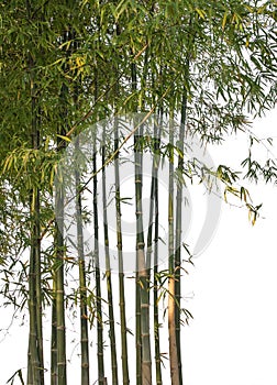 Bamboo isolated on white background. Clipping path.
