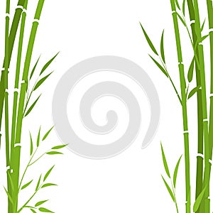 Bamboo isolated on white background .. Green branches on white background