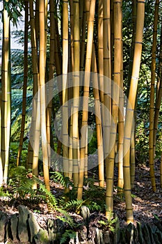 Bamboo in Italian Garden