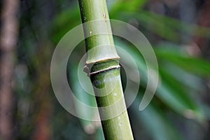 Bamboo knot Macro