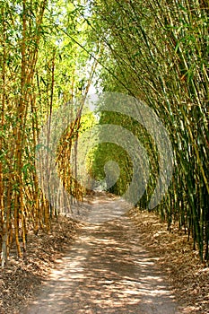 Bamboo lane