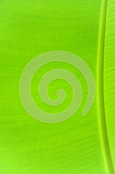 Bamboo leaf