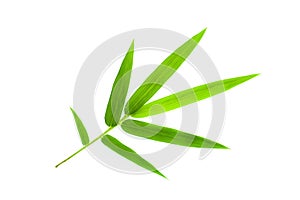 Bamboo leaf