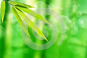 Bamboo leaf and abstract green tree background bokeh