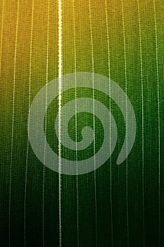 Bamboo leaf background