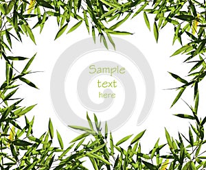 Bamboo leaf background