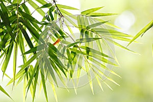 Bamboo leaf background