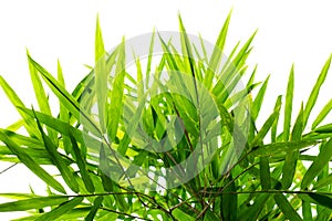 Bamboo leaf background