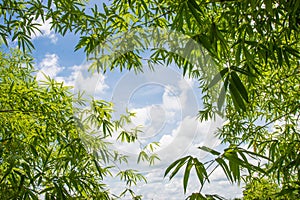 Bamboo leaf background.