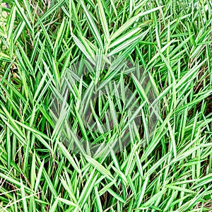 Bamboo leaf background