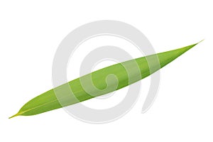 Bamboo leaf