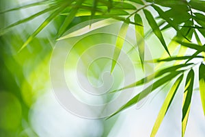 Bamboo leaf on blurred background.