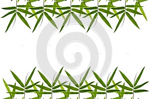 Bamboo leaf border background