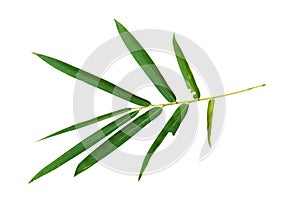 Bamboo leaf branch isolated on white background with clipping path