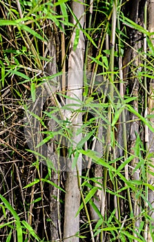 Bamboo leaf close up shot