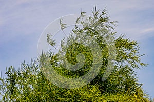 Bamboo leaf close up shot