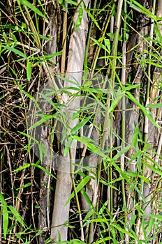 Bamboo leaf close up shot
