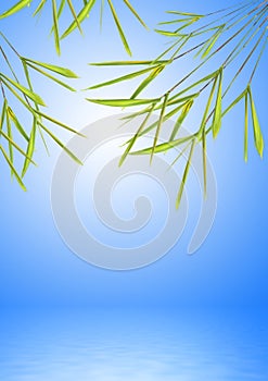 Bamboo Leaf Grass over Water