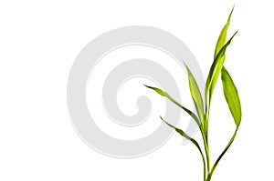 Bamboo leaf isolated