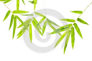 Bamboo Leaf