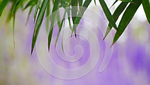 Bamboo leaf and Purple flower concept blur valentine background, effect boleh light