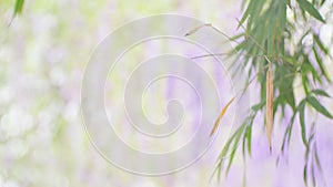 Bamboo leaf and Purple flower concept blur valentine background, effect boleh light