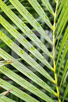 Bamboo leaf raindrops