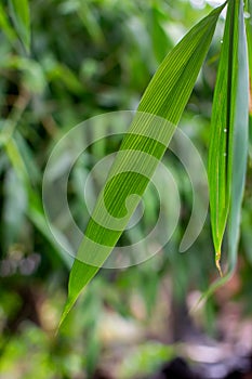 Bamboo leaf with selective focus and green bamboo leaves background photo