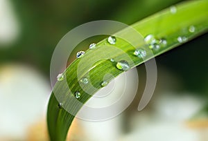 Bamboo leaf with water drops