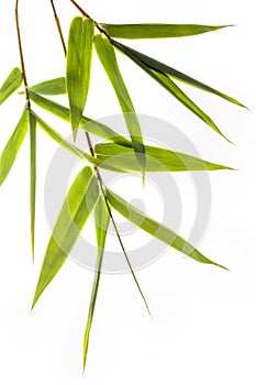 Bambus listy 