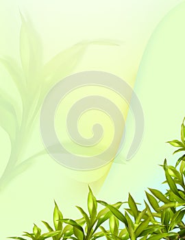 Bamboo leafs abstract background