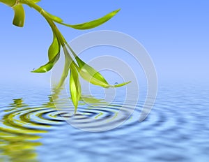 Bambus listy přes modrý voda 