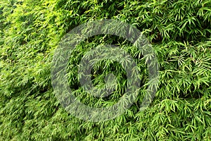 Bamboo leafs pattern for background.