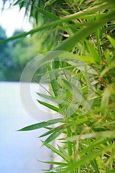 Bamboo leaves