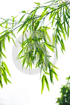 Bamboo leaves