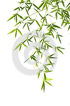 Bamboo leaves