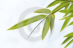 Bamboo leaves