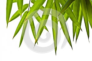 Bamboo leaves