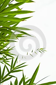 Bamboo leaves