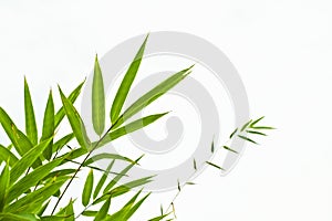 Bamboo leaves photo