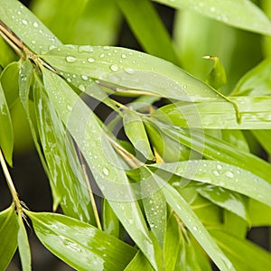 Bamboo leaves.