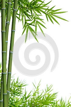 Bamboo with leaves photo