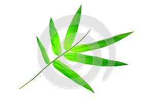 Bamboo leaves